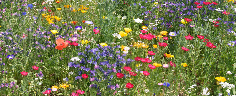 Meadow planting to south facing frontage banks within site boundary